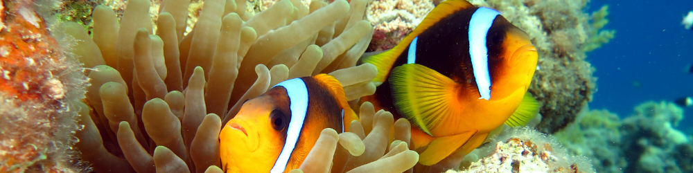 Déclaration sur la protection des données Thumbnail