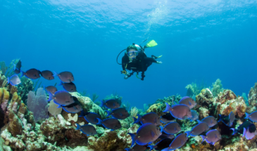 gettyimages-sb10063063k-001-2