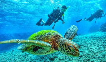 diving-turtle-galapagos-cruises