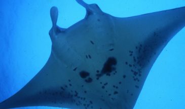 xrddaf-l9or9fe87j511580199448423683t24031411