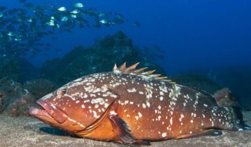 xrddaf-l9or9fe90j1708411800362471878t24031411