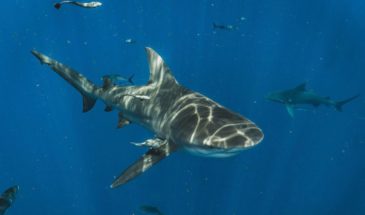 xrddaf-l9or9fe66j3665225837585124390t24031410