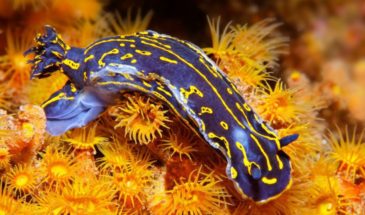 xrddaf-l9or9fe88j4516406169177714758t24031411