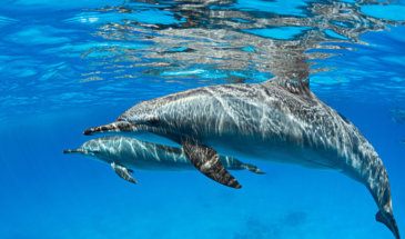 i_hec518d6da8bc9b8a4ec014c97b0647756fcb7303