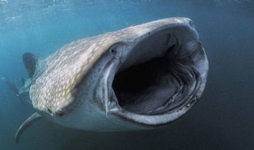 xrddaf-l9or9fe60j6663497289347061173t24031410