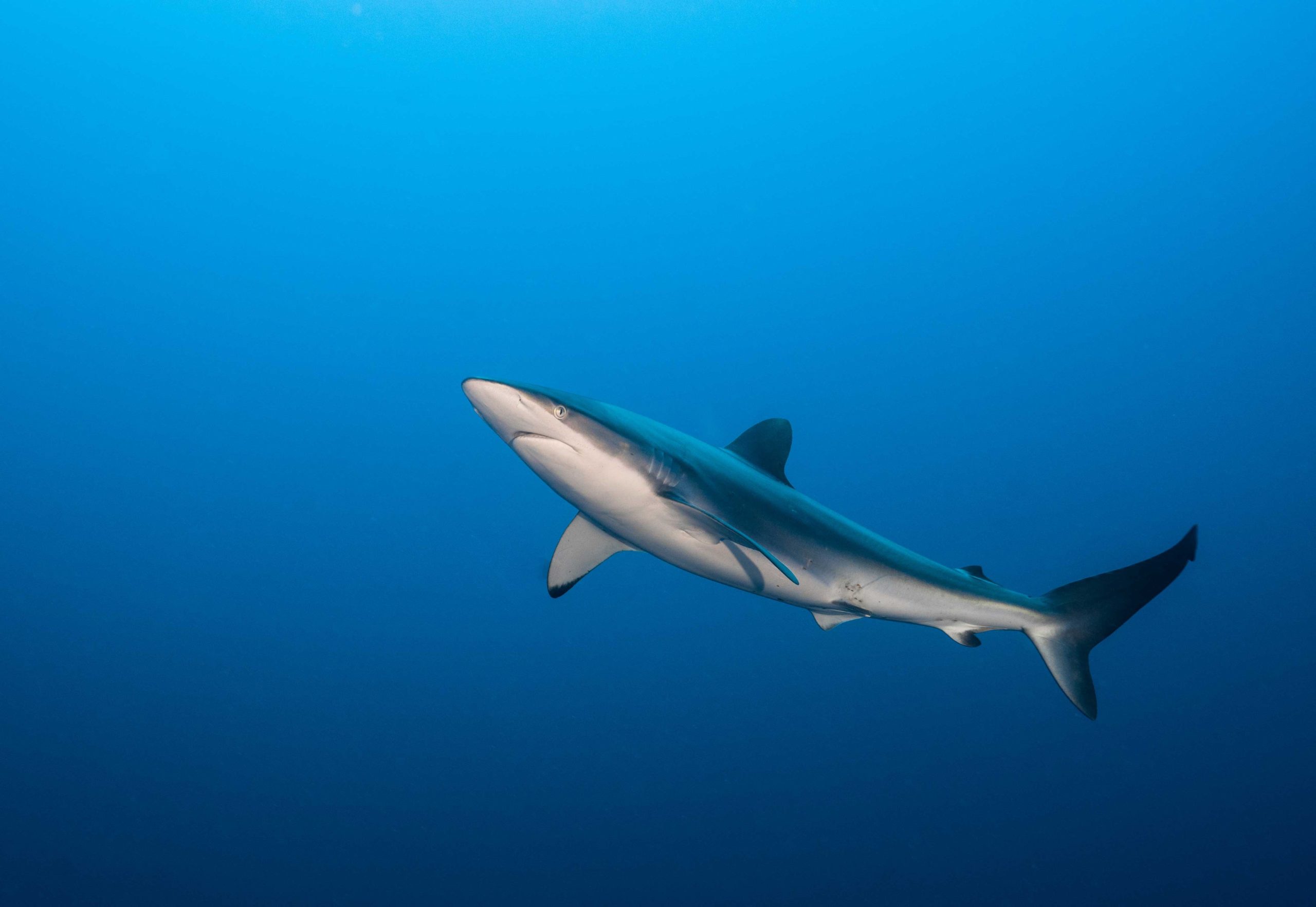 Croisière Mer de Sulu – Palawan – Philippines